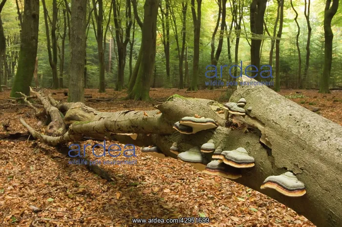 : Hoof fungus - in beech forest Speulder- en Sprielder : Hoof fungus - in beech forest Speulder- en Sprielder