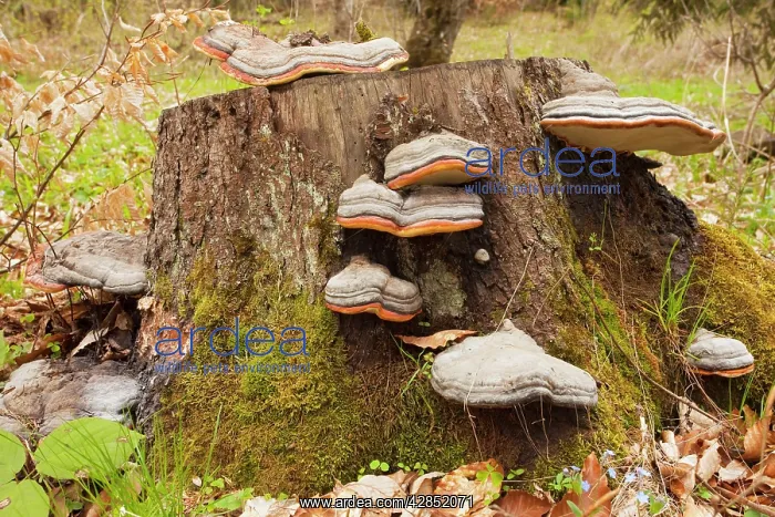  : Hoof fungus - on stump