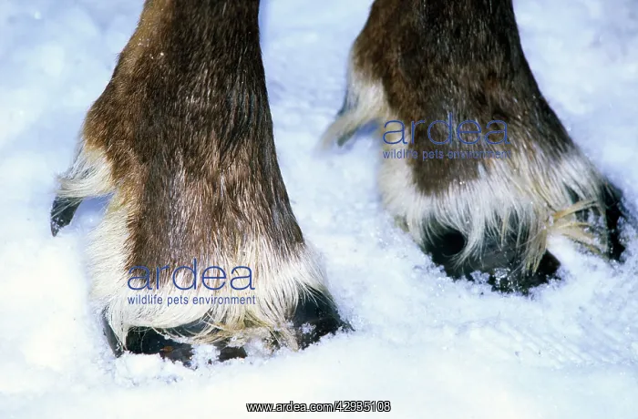 : Hoofs of a domestic reindeer : Hoofs of a domestic reindeer