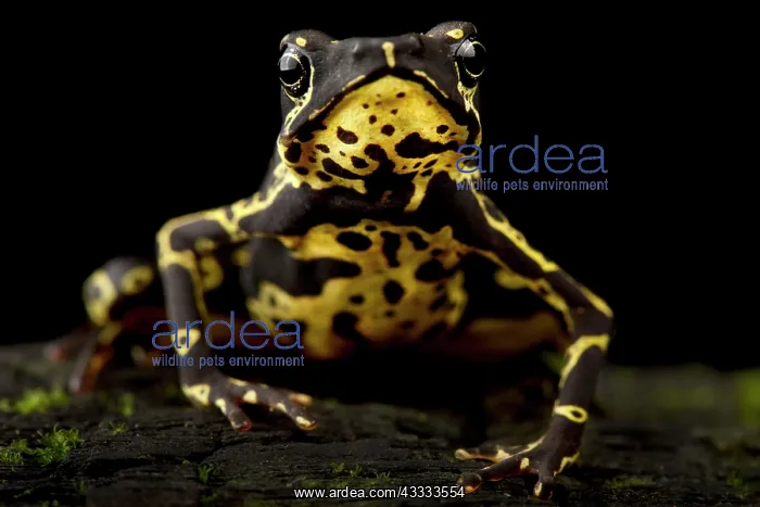  : Hoogmoed's harlequinfrog (Atelopus hoogmoedi), o