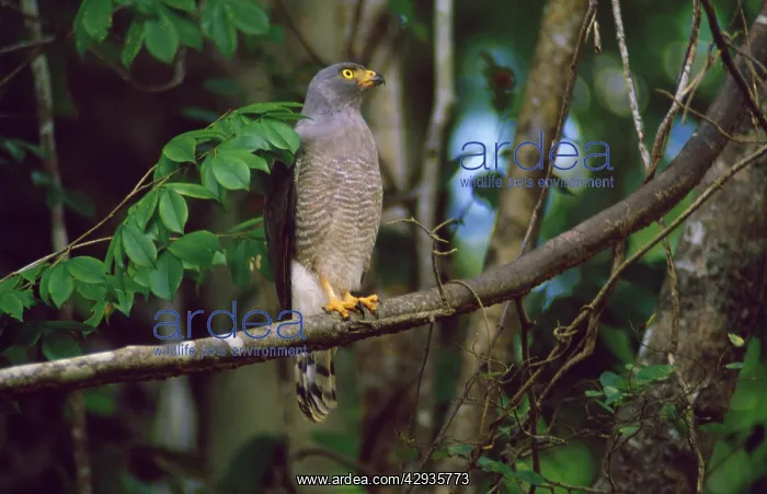 : Hook Billed Kite : Hook Billed Kite