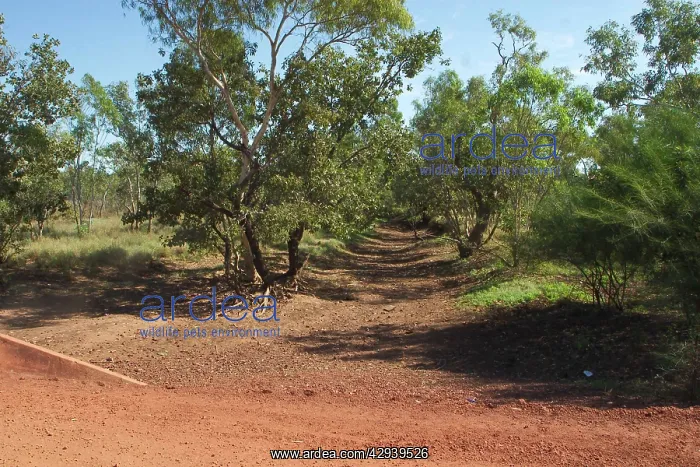 : Hooker River at Lajamanu on the northern edge of : Hooker River at Lajamanu on the northern edge of