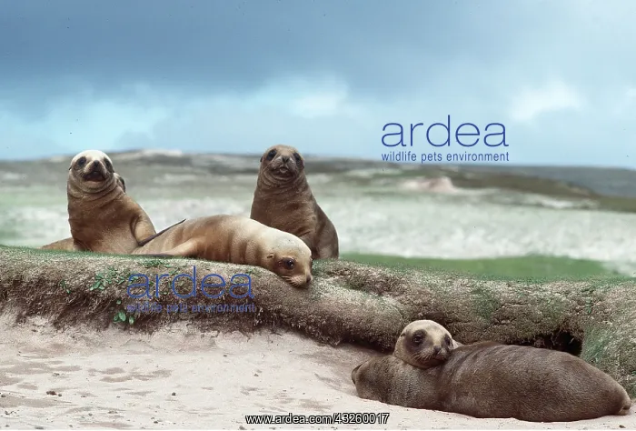 : HOOKER SEALION : HOOKER SEALION