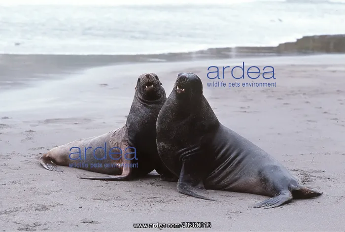: HOOKER SEALION - two young Bulls fighting : HOOKER SEALION - two young Bulls fighting