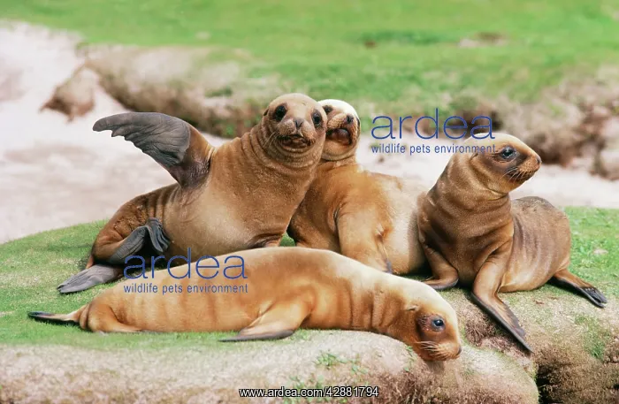 : HookerIs / New Zealand Sealion - Pups : HookerIs / New Zealand Sealion - Pups