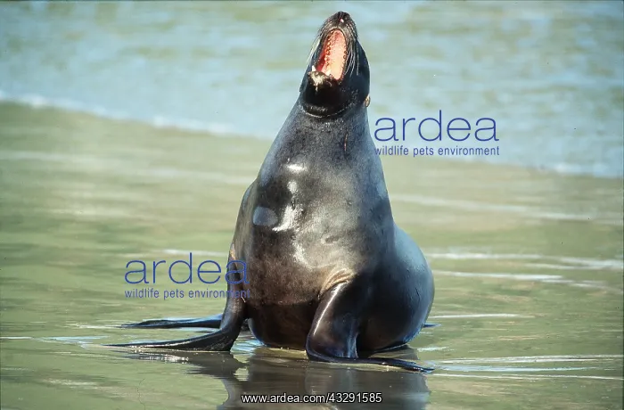 : Hookers / New Zealand SEALION - female bellows on beach : Hookers / New Zealand SEALION - female bellows on beach