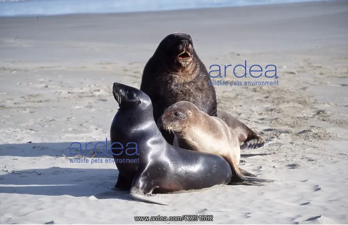: Hookers / New Zealand SEALION - female, young and : Hookers / New Zealand SEALION - female, young and