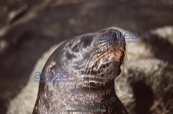 : Hookers / New Zealand Sealion - head of male : Hookers / New Zealand Sealion - head of male
