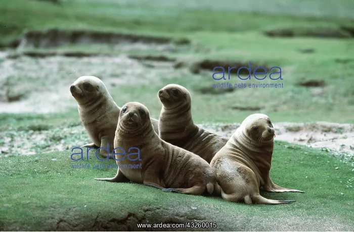 : Hookers / New Zealand SEALION - pups x four : Hookers / New Zealand SEALION - pups x four
