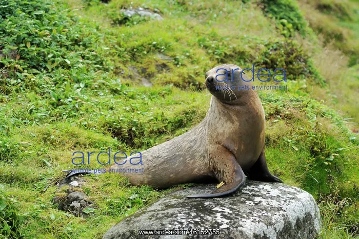  : Hooker's Sealion