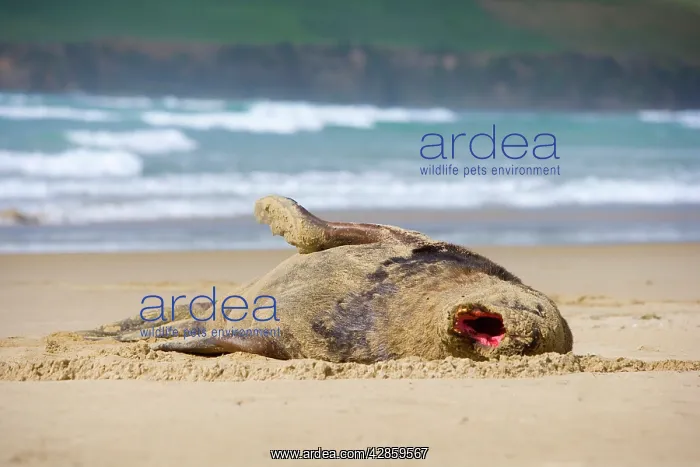 : Hooker's Sealion - adult male lying on sandy beach : Hooker's Sealion - adult male lying on sandy beach
