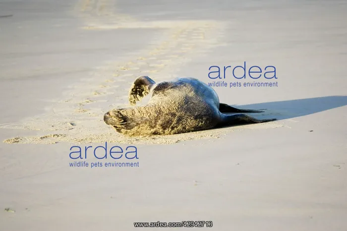 : Hooker's sealion - on beach : Hooker's sealion - on beach