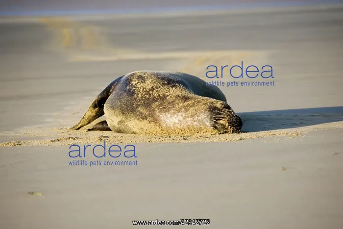 : Hooker's sealion - on beach : Hooker's sealion - on beach