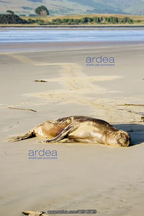 : Hooker's sealion - on beach : Hooker's sealion - on beach