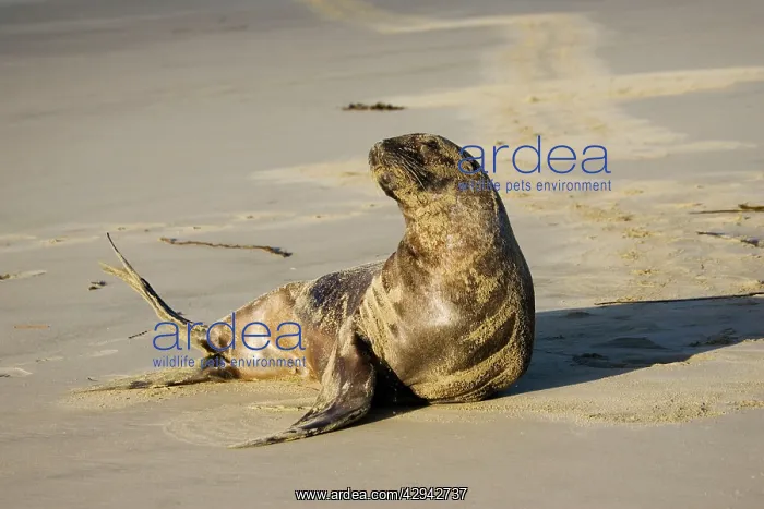 : Hooker's sealion - on beach : Hooker's sealion - on beach