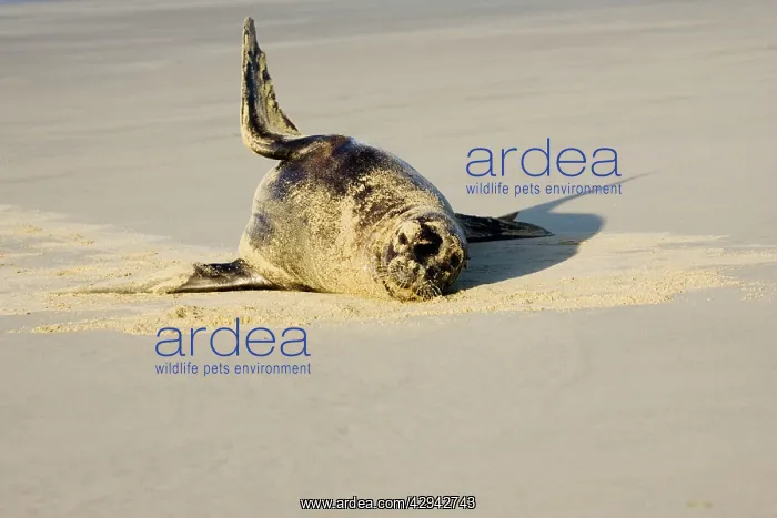 : Hooker's sealion - on beach : Hooker's sealion - on beach