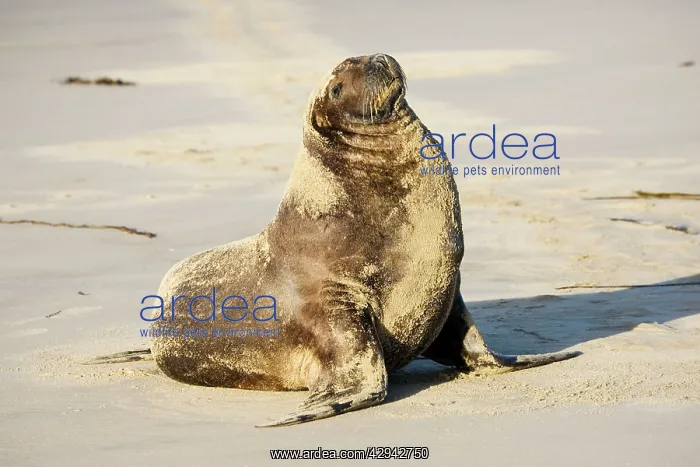 : Hooker's sealion - on beach : Hooker's sealion - on beach