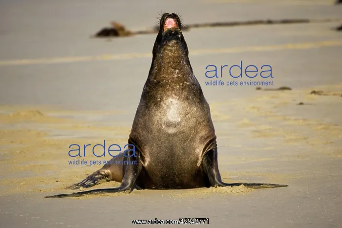 : Hooker's sealion - on beach : Hooker's sealion - on beach