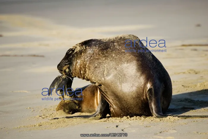 : Hooker's sealion - on beach : Hooker's sealion - on beach