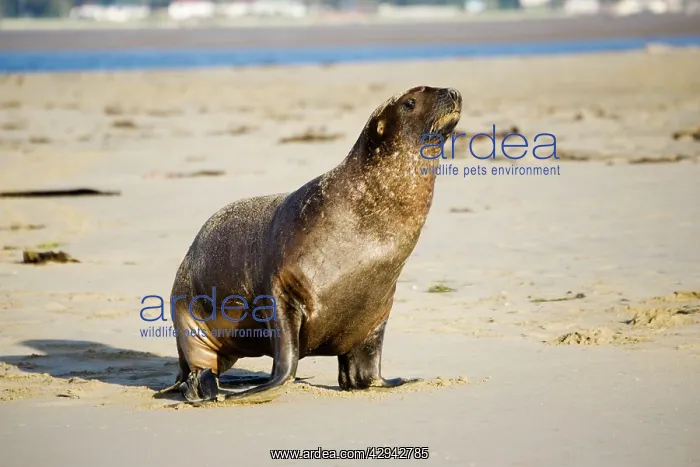 : Hooker's sealion - on beach : Hooker's sealion - on beach