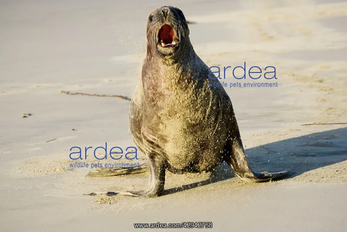 : Hooker's sealion - on beach guarding territory : Hooker's sealion - on beach guarding territory