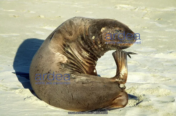 : Hooker's Sealion - female, scratching : Hooker's Sealion - female, scratching