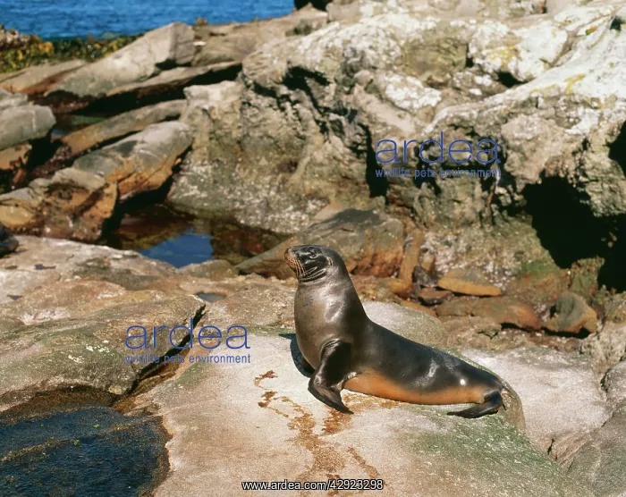 : HOOKER'S SEALION - MALE : HOOKER'S SEALION - MALE