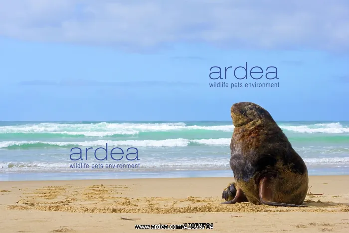 : Hooker's Sealion - male adult on sandy beach basking : Hooker's Sealion - male adult on sandy beach basking
