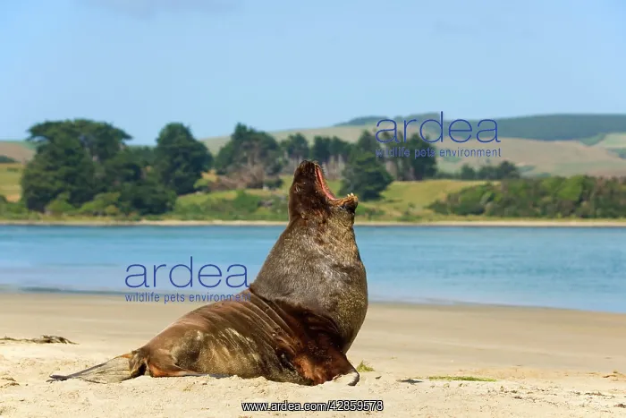 : Hooker's Sealion - male adult on sandy beach yawning : Hooker's Sealion - male adult on sandy beach yawning