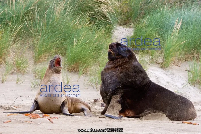 : Hooker's Sealion - male and female interacting : Hooker's Sealion - male and female interacting