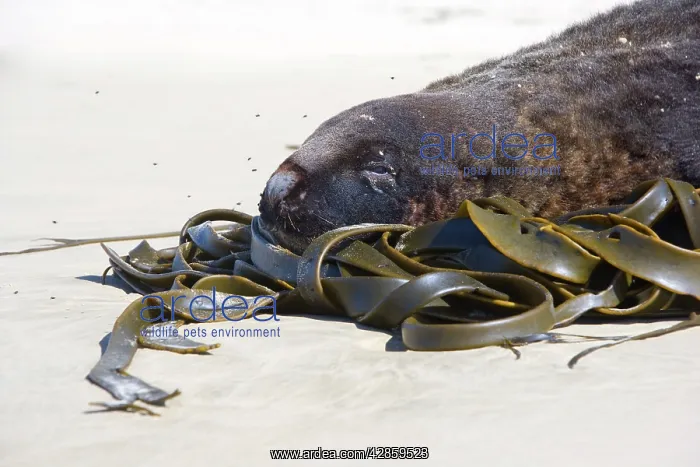: Hooker's Sealion - portrait of male adult at beach : Hooker's Sealion - portrait of male adult at beach