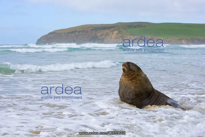 : Hooker's Sealion - proud male adult at beach basking : Hooker's Sealion - proud male adult at beach basking