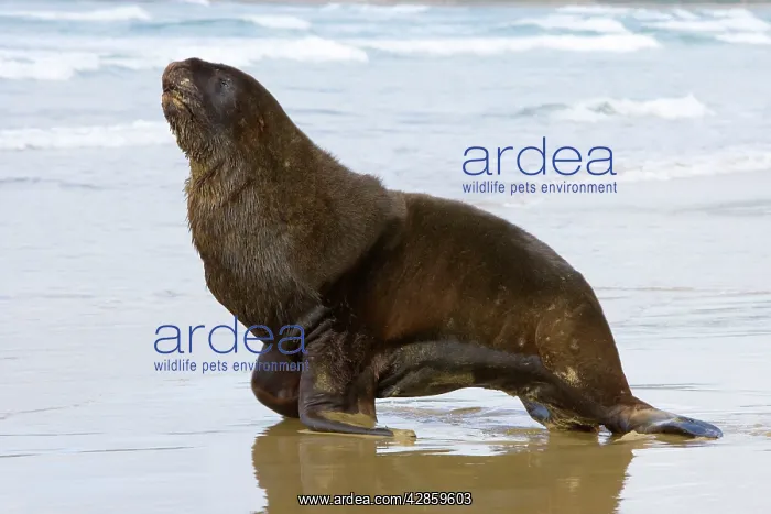 : Hooker's Sealion - proud male adult moving on sandy beach : Hooker's Sealion - proud male adult moving on sandy beach
