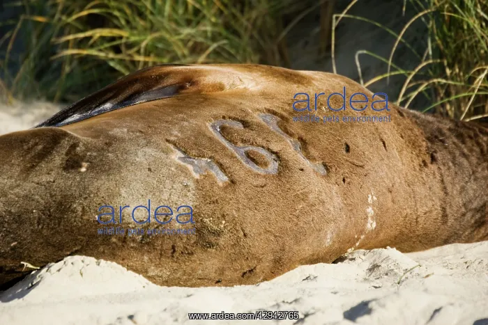 : Hooker's sealion - showing identification number : Hooker's sealion - showing identification number