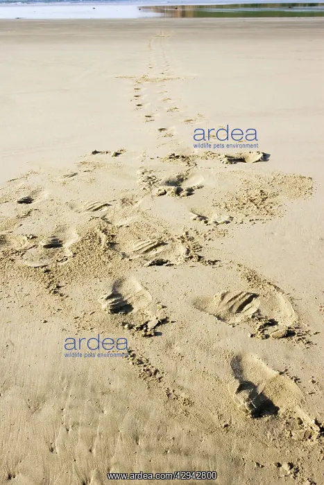 : Hooker's sealion - tracks on beach : Hooker's sealion - tracks on beach