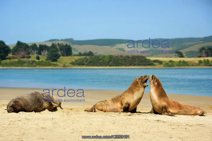 : Hooker's Sealion - two young brawling at beach : Hooker's Sealion - two young brawling at beach