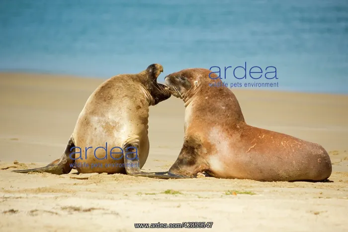 : Hooker's Sealion - two young brawling at beach : Hooker's Sealion - two young brawling at beach