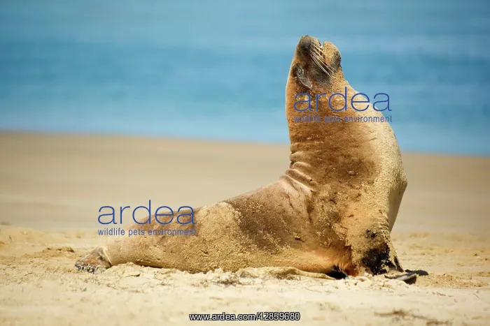: Hooker's Sealion - young male on sandy beach basking : Hooker's Sealion - young male on sandy beach basking