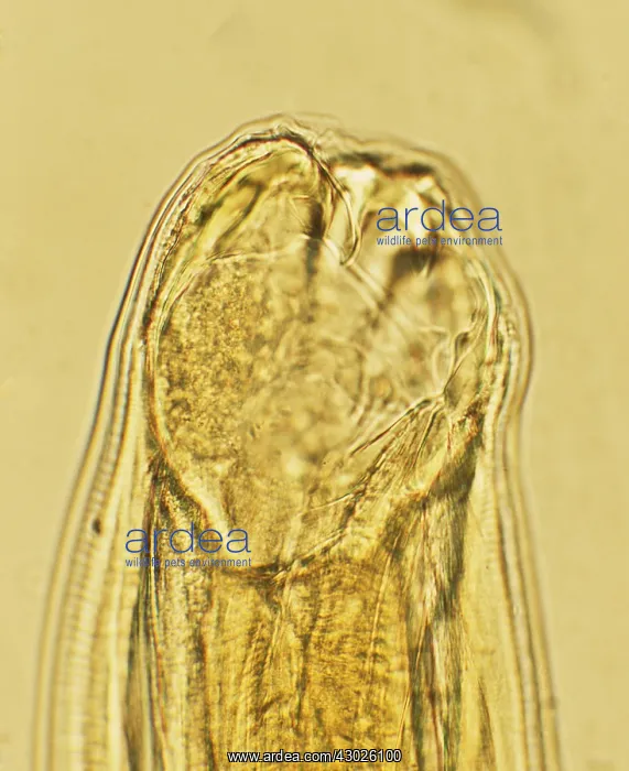 : Hookworm : Hookworm