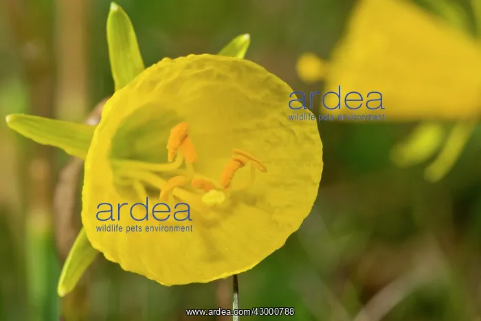 : Hoop Petticoat Daffodil : Hoop Petticoat Daffodil