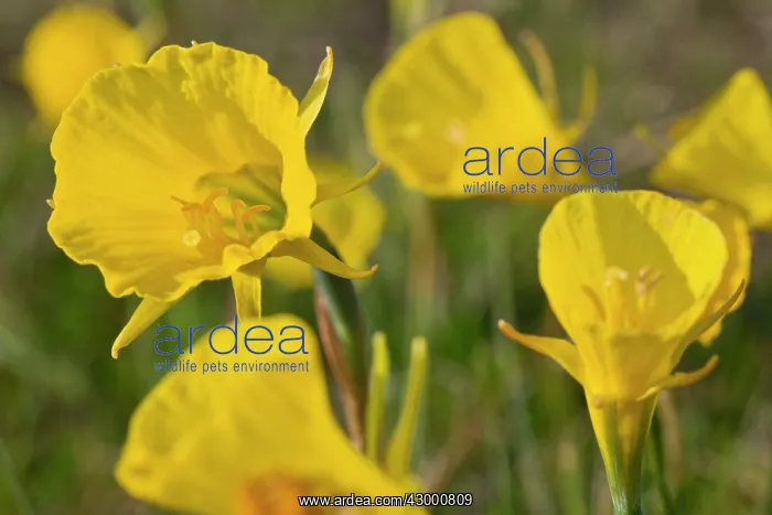 : Hoop Petticoat Daffodil : Hoop Petticoat Daffodil