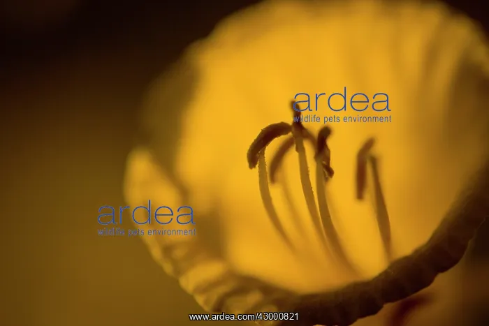 : Hoop Petticoat Daffodil : Hoop Petticoat Daffodil