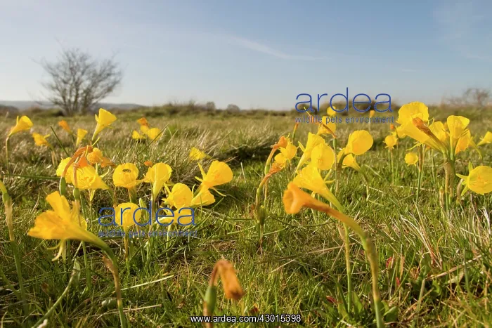 : Hoop Petticoat Daffodil : Hoop Petticoat Daffodil