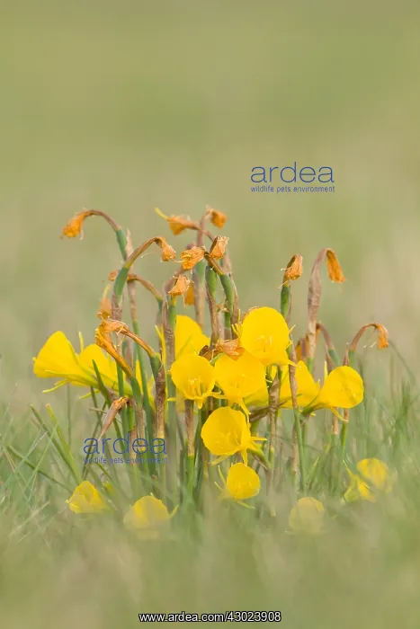 : Hoop Petticoat Daffodil flowers on field Galicia Spain : Hoop Petticoat Daffodil flowers on field Galicia Spain
