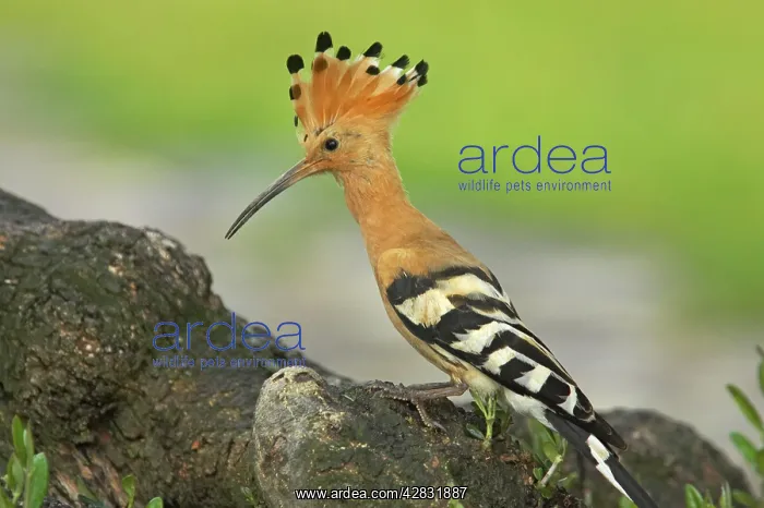 : Hoopoe (Upupa epops). Extremadura, Spain : Hoopoe (Upupa epops). Extremadura, Spain