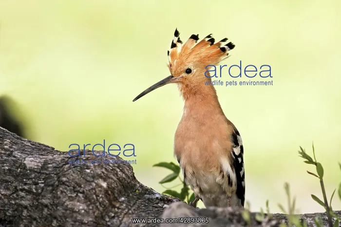  : Hoopoe (Upupa epops). Caceres - Extramadura - Spain