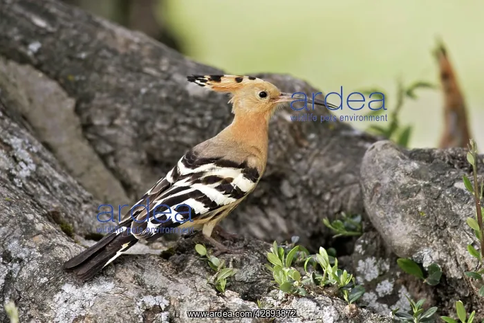 : Hoopoe. (Upupa epops). Caceres - Extramadura - Spain : Hoopoe. (Upupa epops). Caceres - Extramadura - Spain