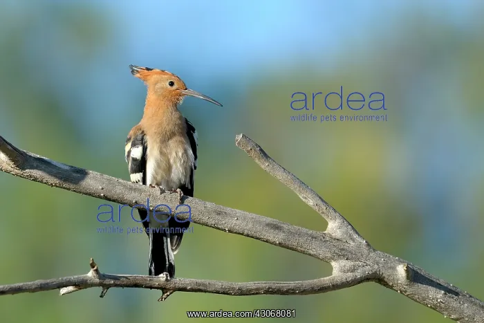 : Hoopoe (Upupa epos) perched on a branch of a dead tree : Hoopoe (Upupa epos) perched on a branch of a dead tree