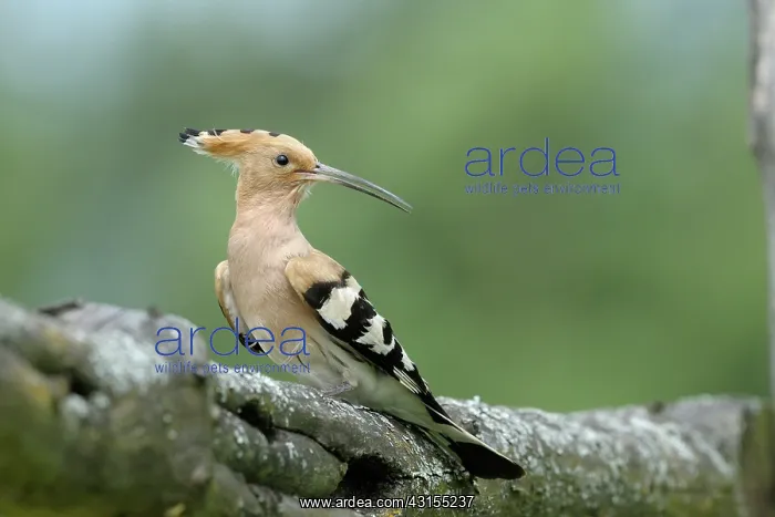 : Hoopoe (Upupa epos) calling : Hoopoe (Upupa epos) calling