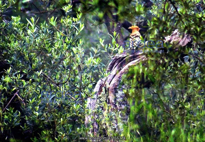 : Hoopoe (Upupa epops). Paciano, Umbria, Italy : Hoopoe (Upupa epops). Paciano, Umbria, Italy